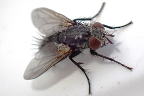 Voria ruralis